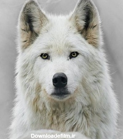 گرگ سفید زیبا