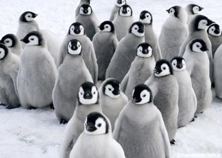آموزش راه رفتن به بچه پنگوئن بامزه +تصاویر - مهین فال
