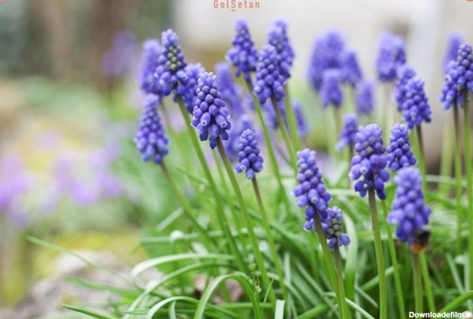 با ۱۶ مورد از گل های مناسب فصل بهار آشنا شوید | وبلاگ گُل‌سِتان