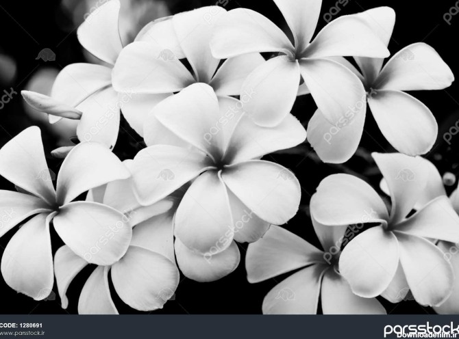 تصویر سیاه و سفید گل های پلومریا 1280691
