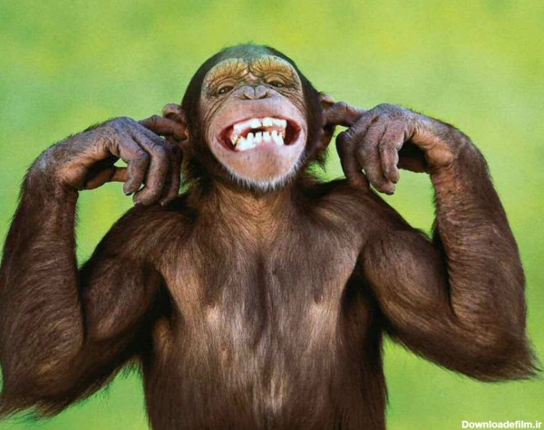 عکس شیطنت میمون ها monkey funny smiling face