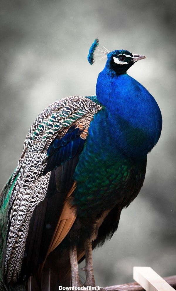 عکس زمینه طاووس آبی سیاه سفید پس زمینه