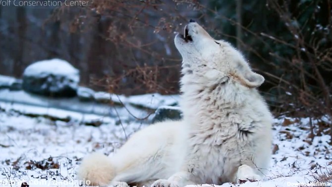 زوزه زیبای یک گرگ سفید