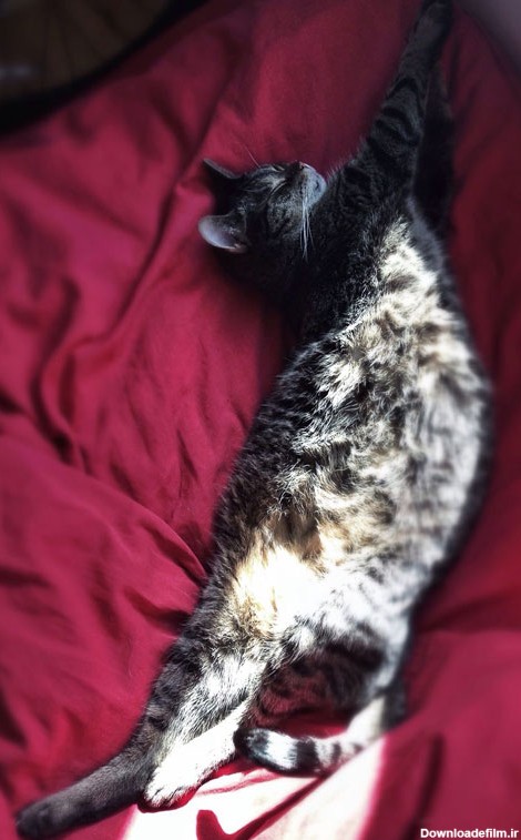 عکس گربه های ملوس - بچه گربه - گربه ها در خواب