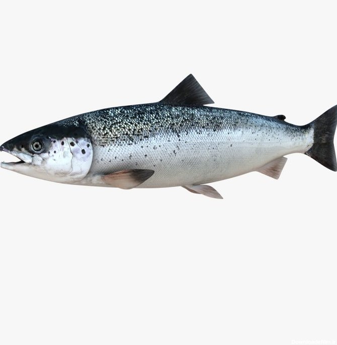 خرید ماهی سالمون تازه نروژی | زی ارگانیک | فروشگاه آنلاین محصول ...