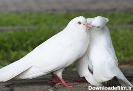 کبوتر با کبوتر باز با باز – تحول فردی