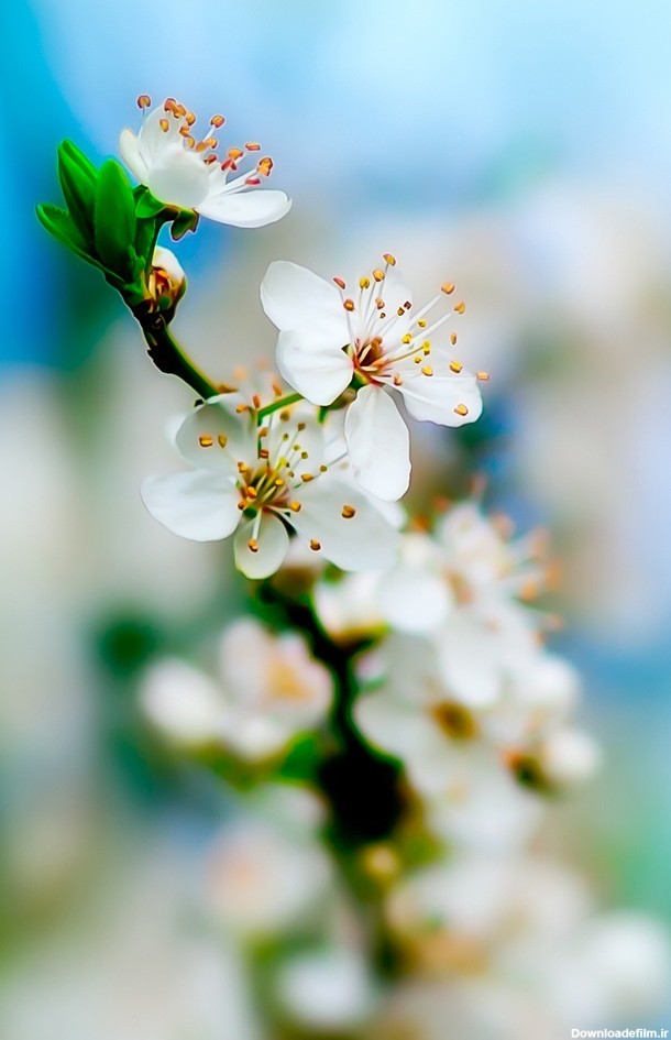 تصاویری زیبا از گل و شکوفه مخصوص پس زمینه موبایل :: آوای طبیعت