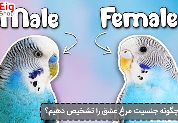 روش فوری و ساده تعیین جنسیت مرغ عشق - فروشگاه اینترنتی EIG-SHOP