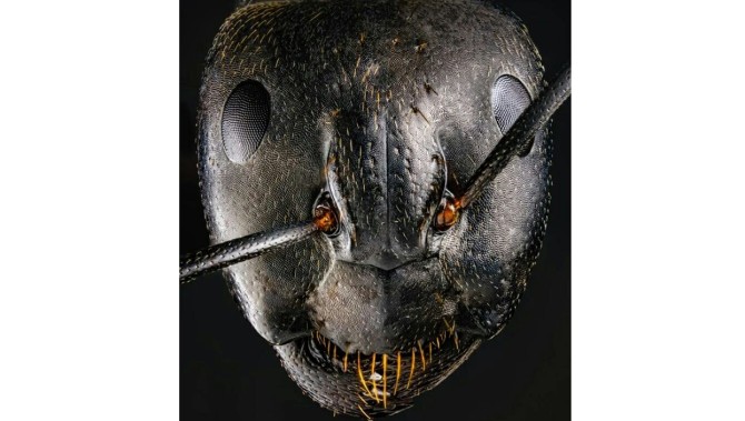 ببینید / عکس هایی از ترسناکترین تصاویر از صورت مورچه ، سوسک و عنکبوت!