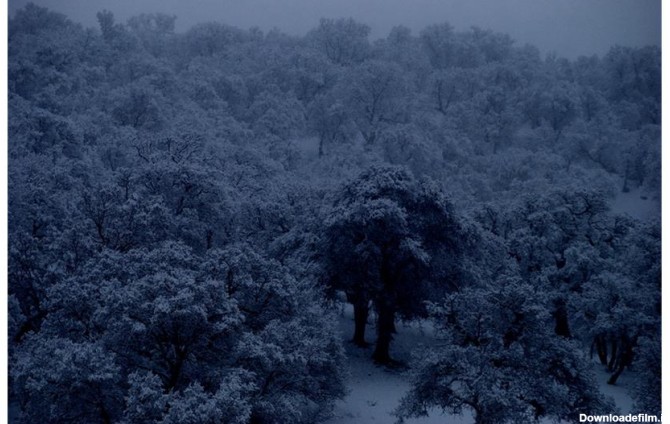 عکس شب برفی جنگل