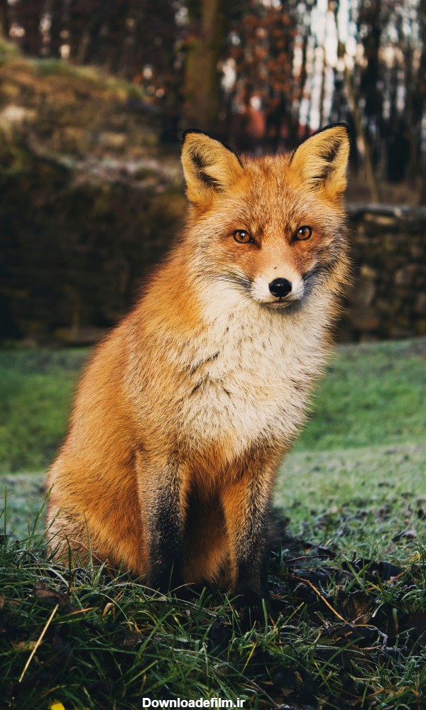عکس روباه برای والپیپر