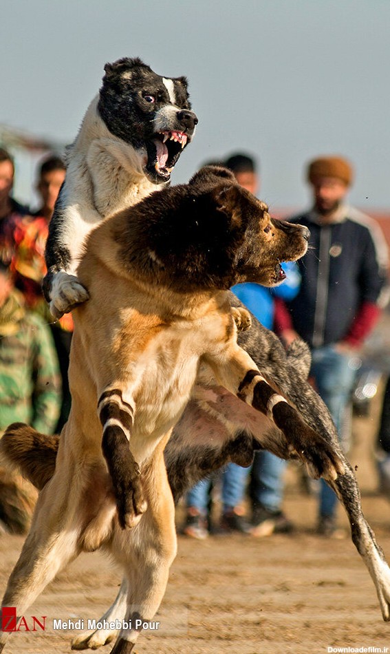 خبرآنلاین - تصاویر | جنگ وحشیانه و خونین سگ‌ها برای یک مشت پول!