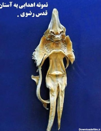 آخرین خبر | گوناگون/ ماهی شیطان؛ یکی از اشیا موزه آستان قدس