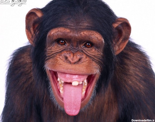 عکس میمون حیوانات