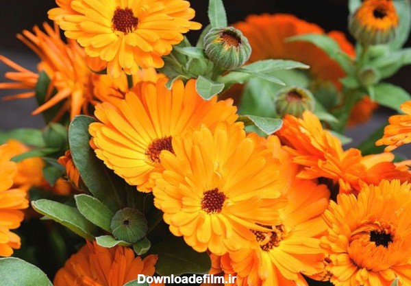 فرارو | گل همیشه بهار، از خواص دارویی تا نحوه کاشت و نگهداری