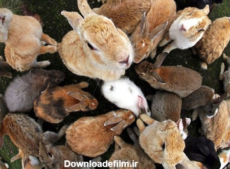 خرگوش های وحشی ژاپنی (عکس)