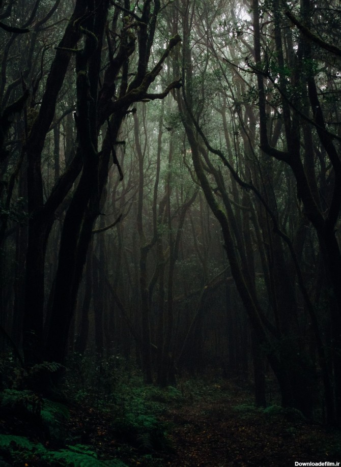 عکس زمینه جنگل ترسناک و تاریک پس زمینه | والپیپر گرام