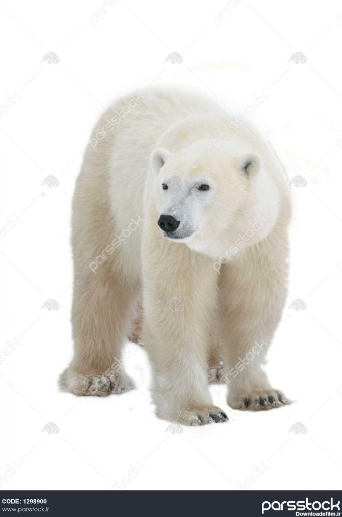 خرس قطبی جدا شده در پس زمینه سفید 1298900