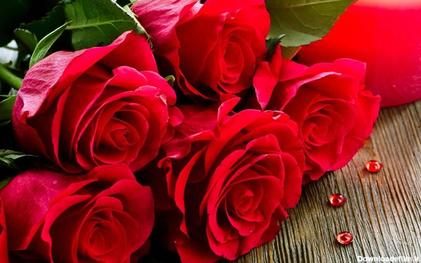 Rose Day 2018: Here's what each colour of Rose signifies - News ...