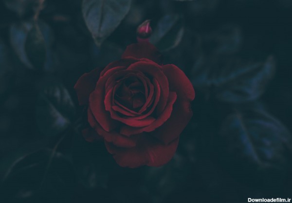 عکس گل رز قرمز خوشکل با زمینه مشکی برای تصویر زمینه