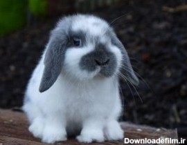 خرید و قیمت خرگوش لوپ هلندی (آنلاین) + عکس و ویدیو
