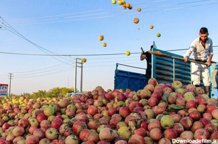 سیب‌های آذربایجان غربی نه فاسد است نه آب دریاچه ارومیه را خورده | ماجرا چه بود؟