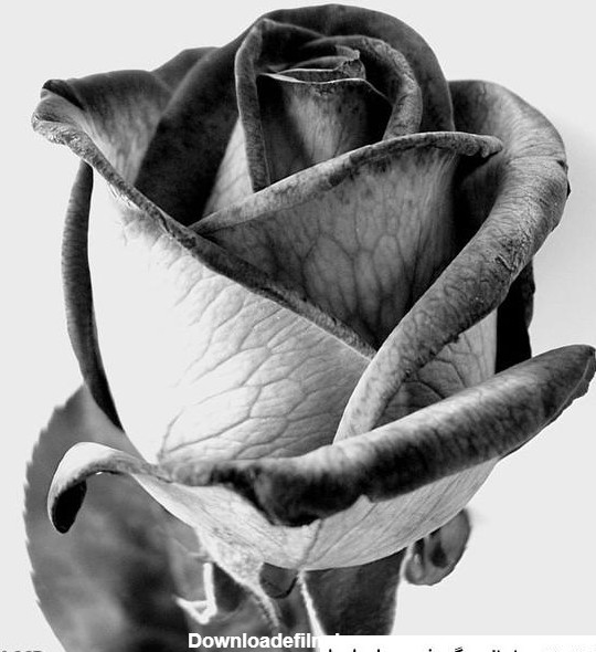 عکس گل سرخ سیاه و سفید