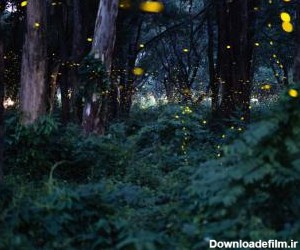 مسترطرح | دانلود عکس با کیفیت شب تاب در جنگل