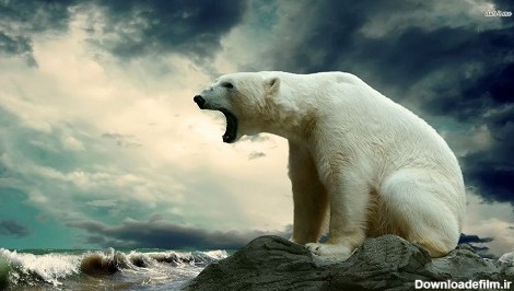 خرس قطبی، تصاویر خرس قطبی