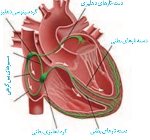 عکس قلب در کتاب زیست دهم