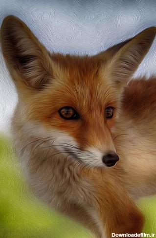 روباه قرمز در طبیعت مشکین - گالری تصاویر نقش
