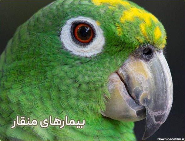 علت سیاه شدن نوک عروس هلندی و طوطی برزیلی - تهران طوطی