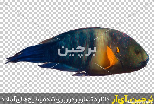 عکس ماهی های عجیب و غریب | بُرچین – تصاویر دوربری شده، فایل ...