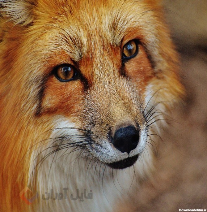 عکس روباه حیوان زیرک با کیفیت بالا | حیوانات | فایل آوران