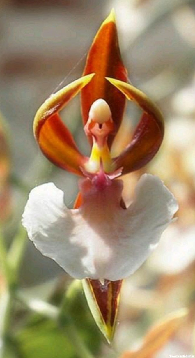 بایگانی‌های تصاویر گل های زیبای جهان - کامل (مولیزی)