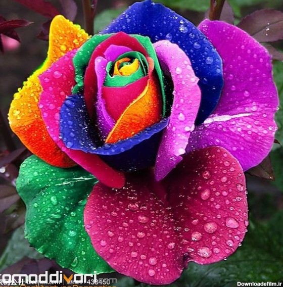 عکس گلهای زیبای رنگارنگ