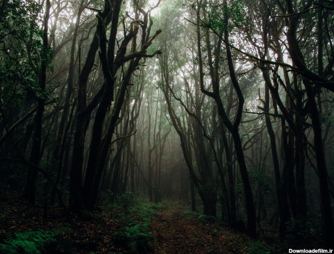 عکس زمینه جنگل تاریک با مه پس زمینه | والپیپر گرام