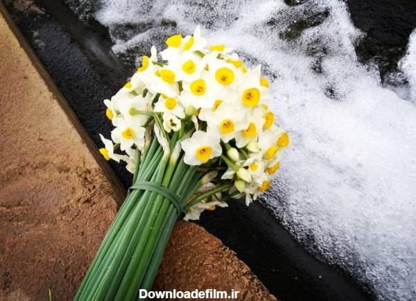 عکس گل نرگس در برف - عکس نودی