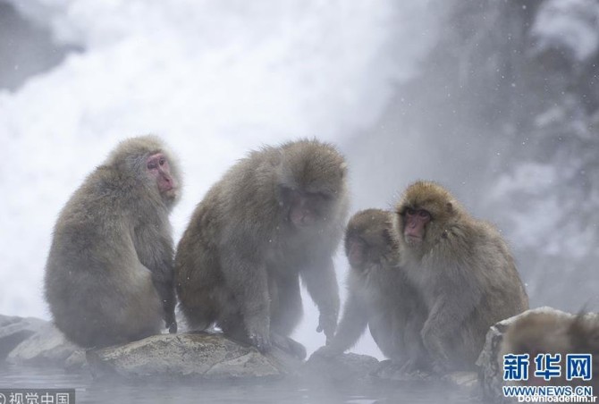 خبرآنلاین - تصاویر | آب‌تنی میمون‌ها در چشمه‌های آب گرم ژاپن‎
