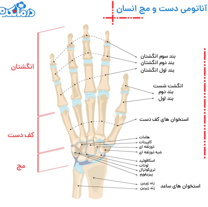 آناتومی مچ دست؛ ساختار، اناتومی رباط‌ و تاندتون‌ دست