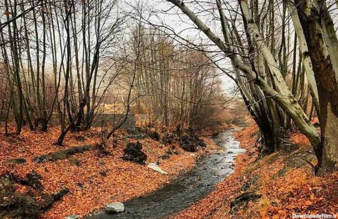 جنگل جیغ مشهد؛ ترسناک‌ترین جنگل ایران | مجله علی بابا