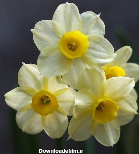 جدیدترین عکس گل نرگس زیبا با کیفیت + خواص درمانی گل نرگس (1)