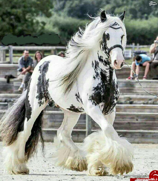 مشرق نیوز - عکس زیباترین اسب جهان در کتاب گینس