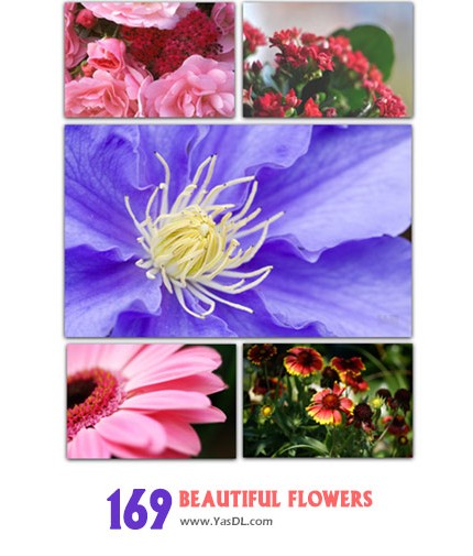 دانلود مجموعه 169 والپیپر گل Wallpapers & Photo Beautiful Flowers