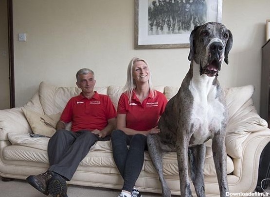 بزرگ ترین سگ دنیا (+عکس)