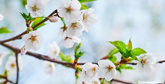 تصویر پس زمینه شکوفه گیلاس در فصل بهار | فری پیک ایرانی | پیک فری ...