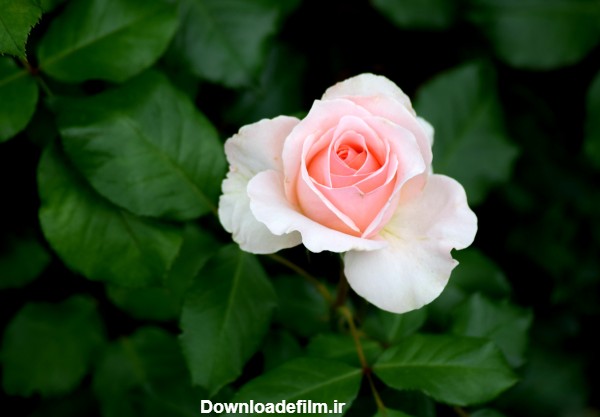 عکس گل تک شاخه زیبا برای پروفایل