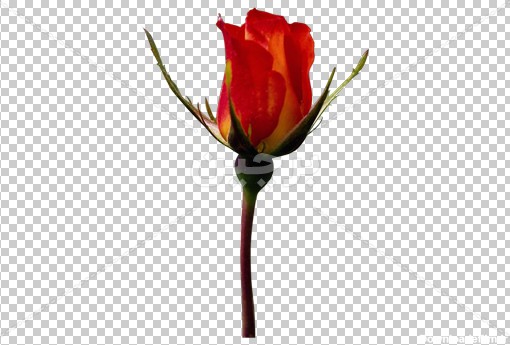 Borchin-ir-rose flower free photo_png دانلود عکس png یک شاخه گل رز قرمز۲