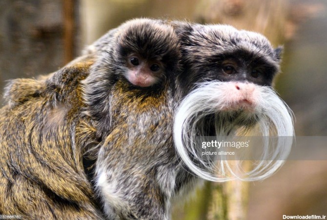 عکس جالب از میمون سبیل دار و بچه اش!