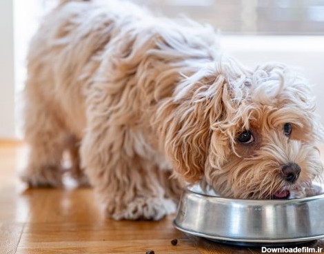 راهنمای غذای سگ‌های نژاد کوچک موی بلند